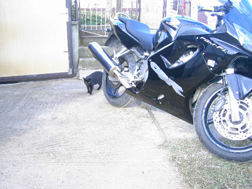 Že vraj čierne mačky prinášajú štastie,alebo je to naopak !!! Že vraj čierne mačky prinášajú štastie,alebo je to naopak !!!